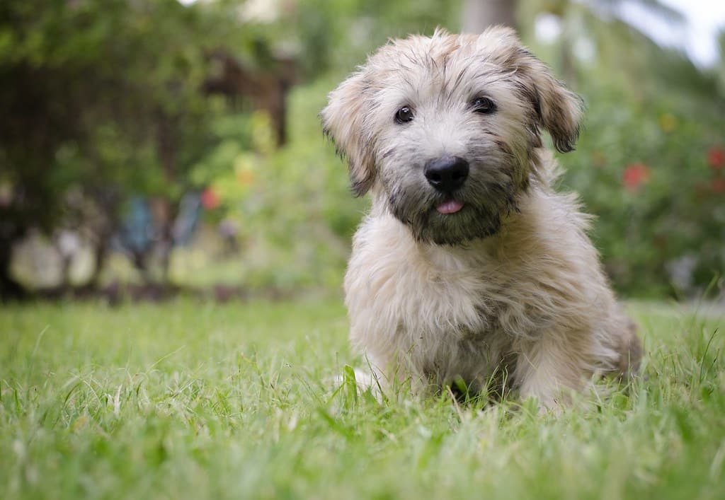 glen of imaal terrier