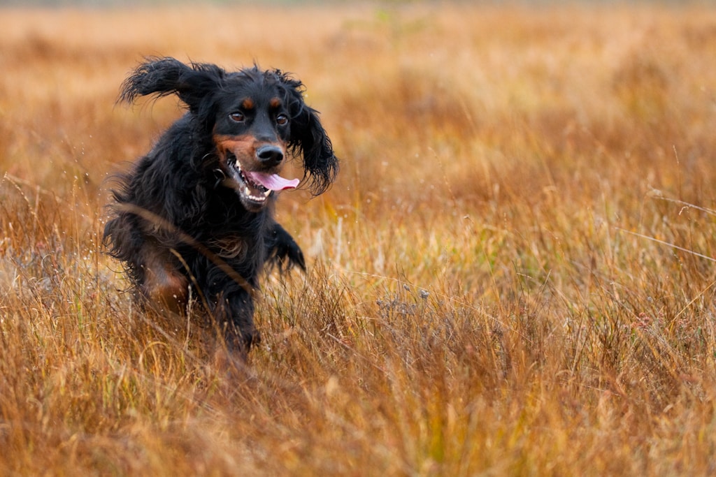 gordon setter