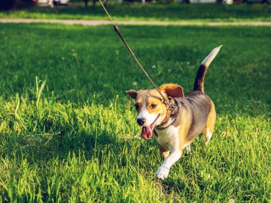 hond aan de riem laten lopen