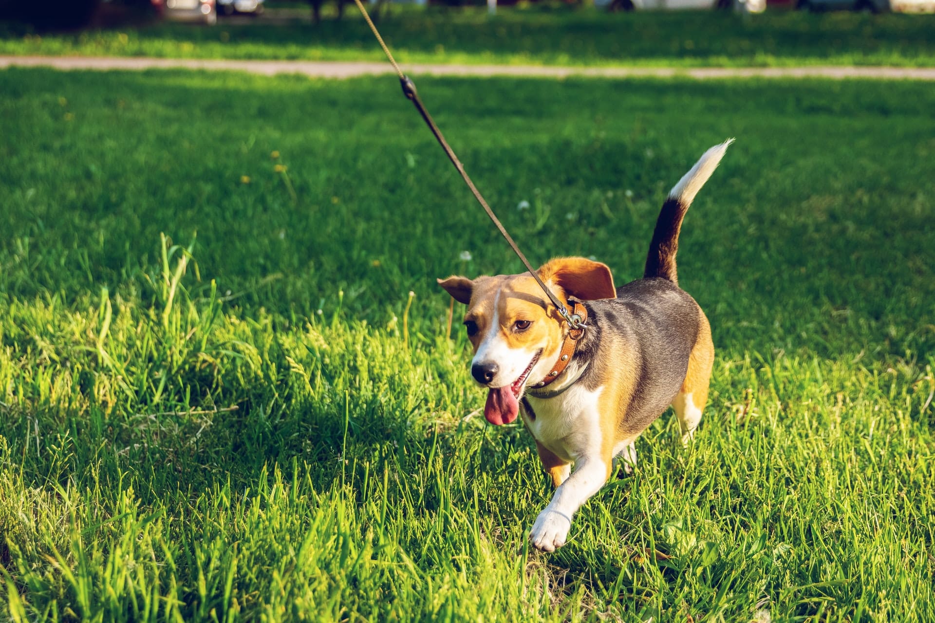Een puppy leren om aangelijnd te lopen Hondenrassen Wijzer ️