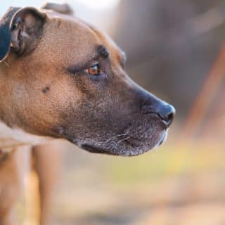 hond snuffelt aan kruis
