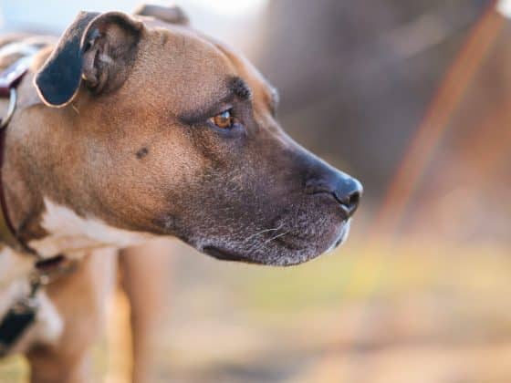 hond snuffelt aan kruis
