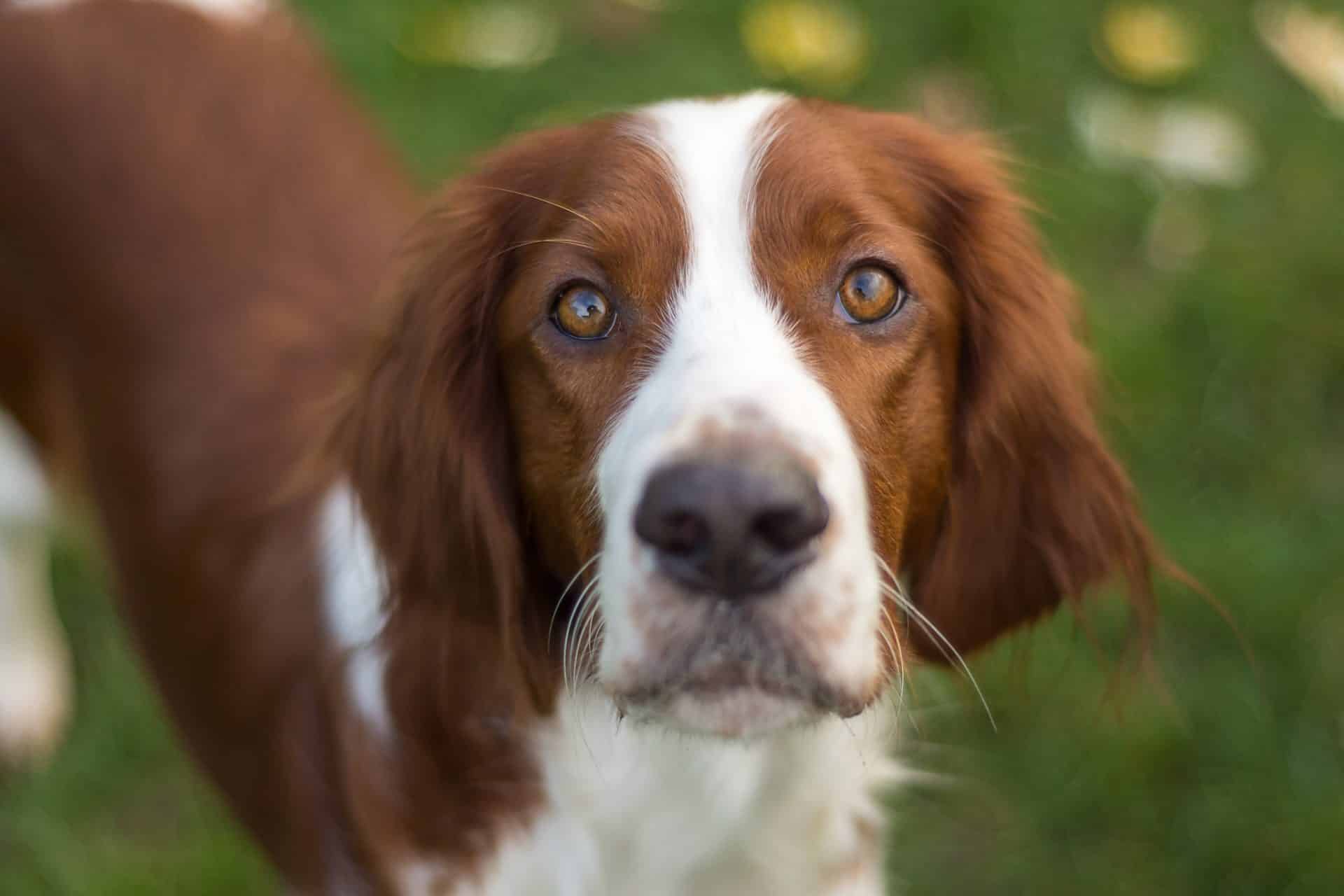 ierse rood witte setter hondenras