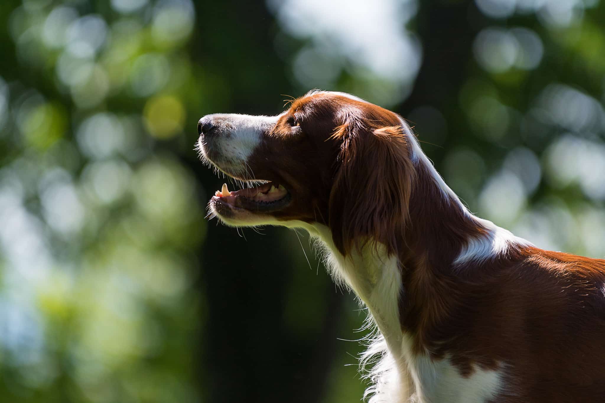 ierse rood witte setter