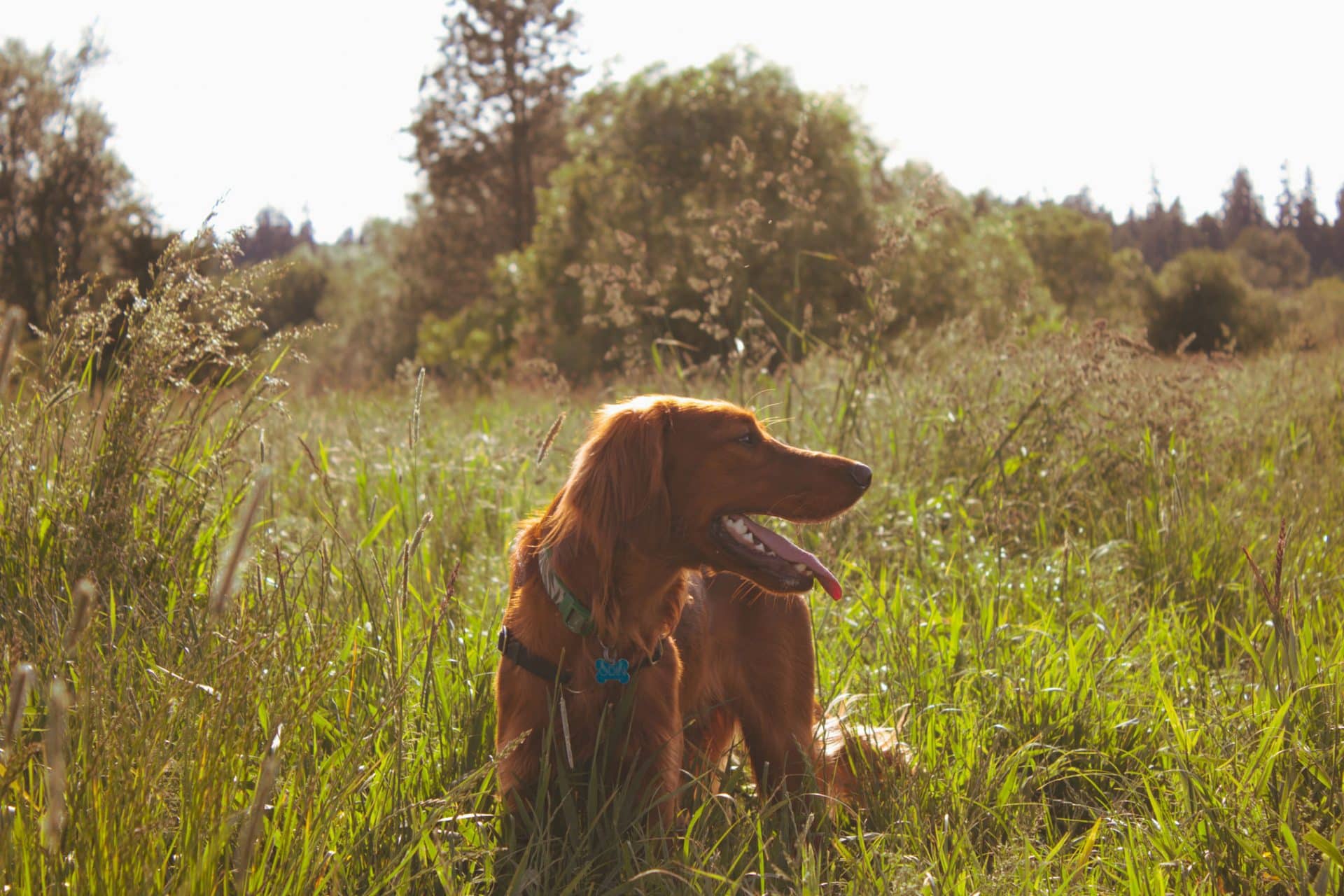 ierse setter hond