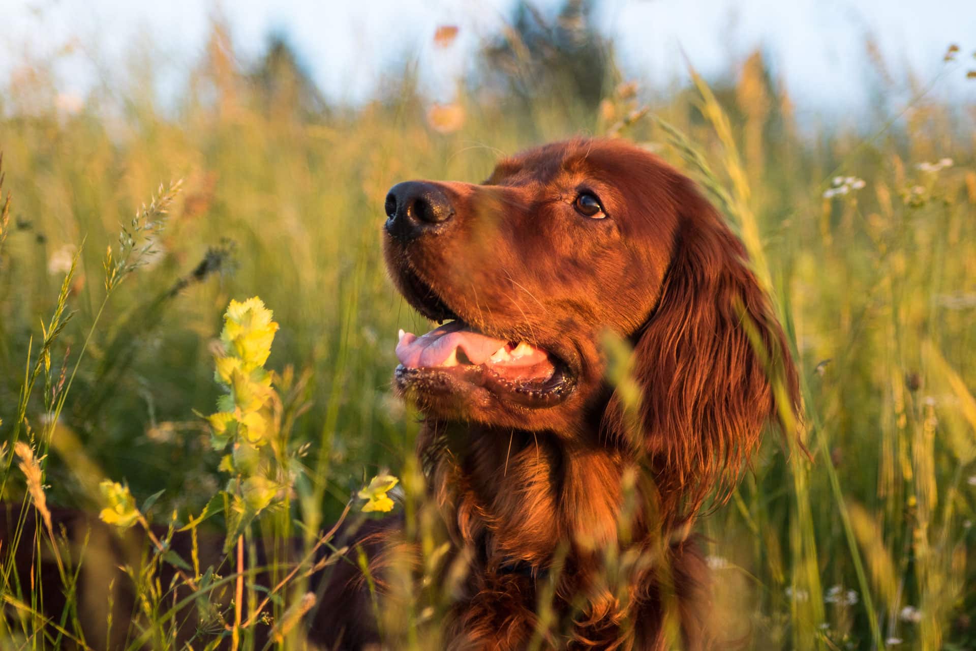 ierse setter hondenras