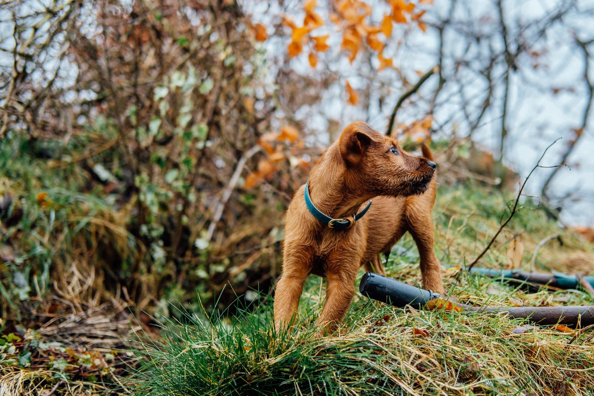ierse terrier hondenras