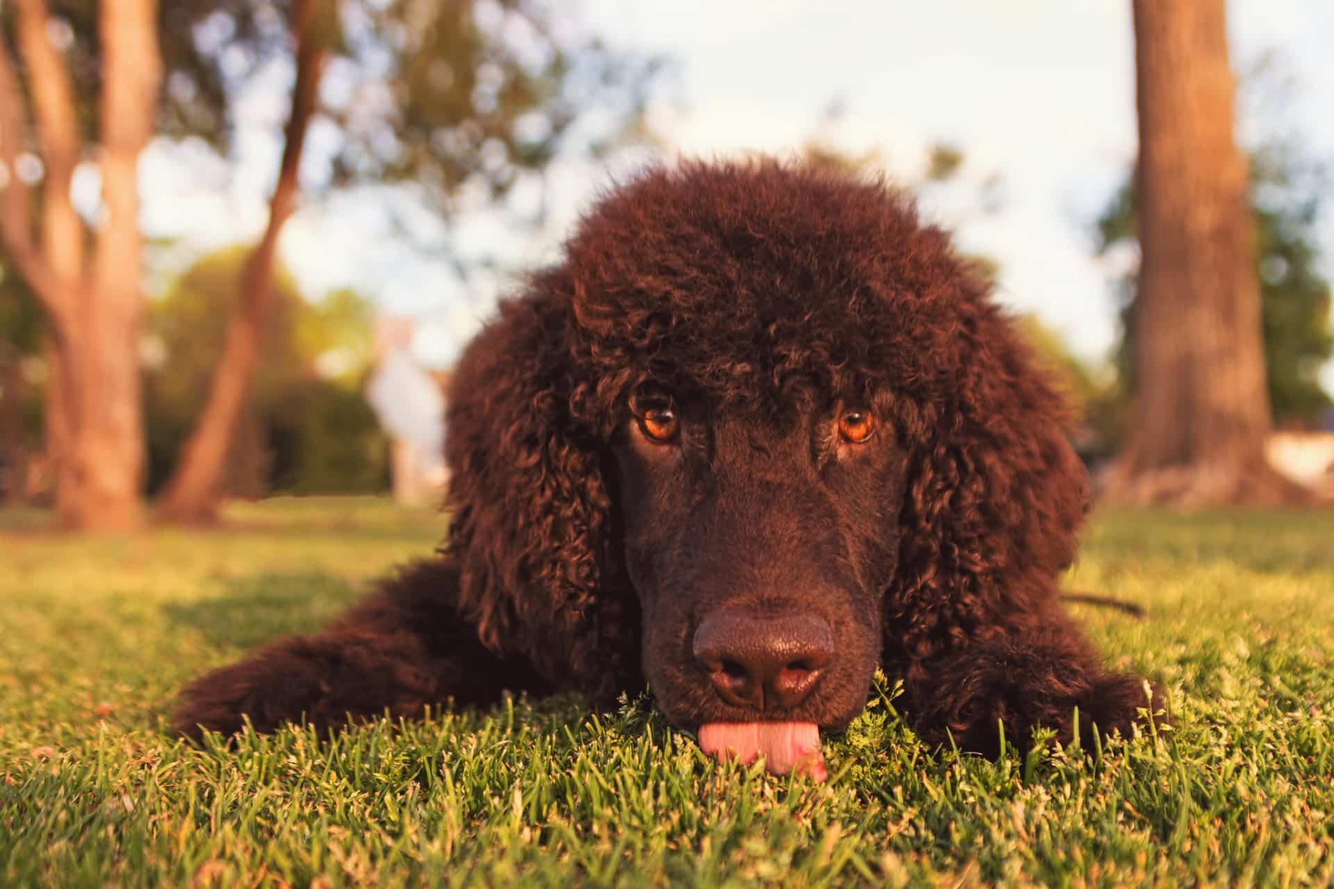 ierse wayerspaniel hondenras