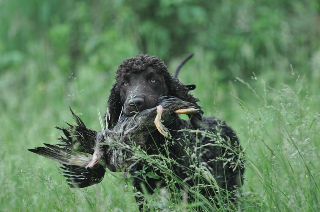 ierse waterspaniel