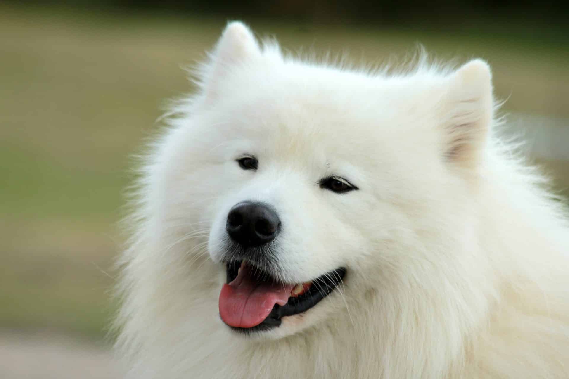 japanse spitz hondenras