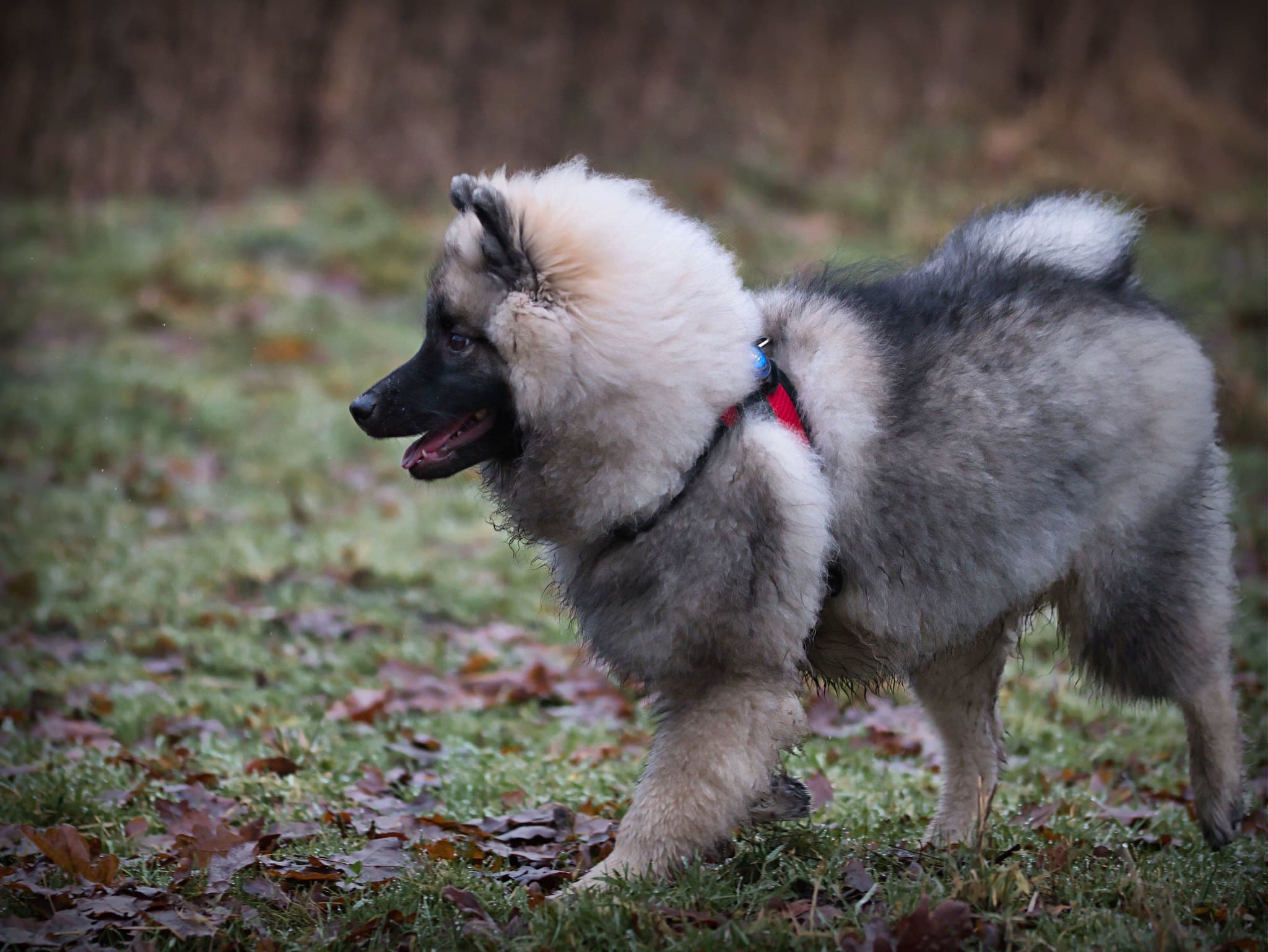 keeshond