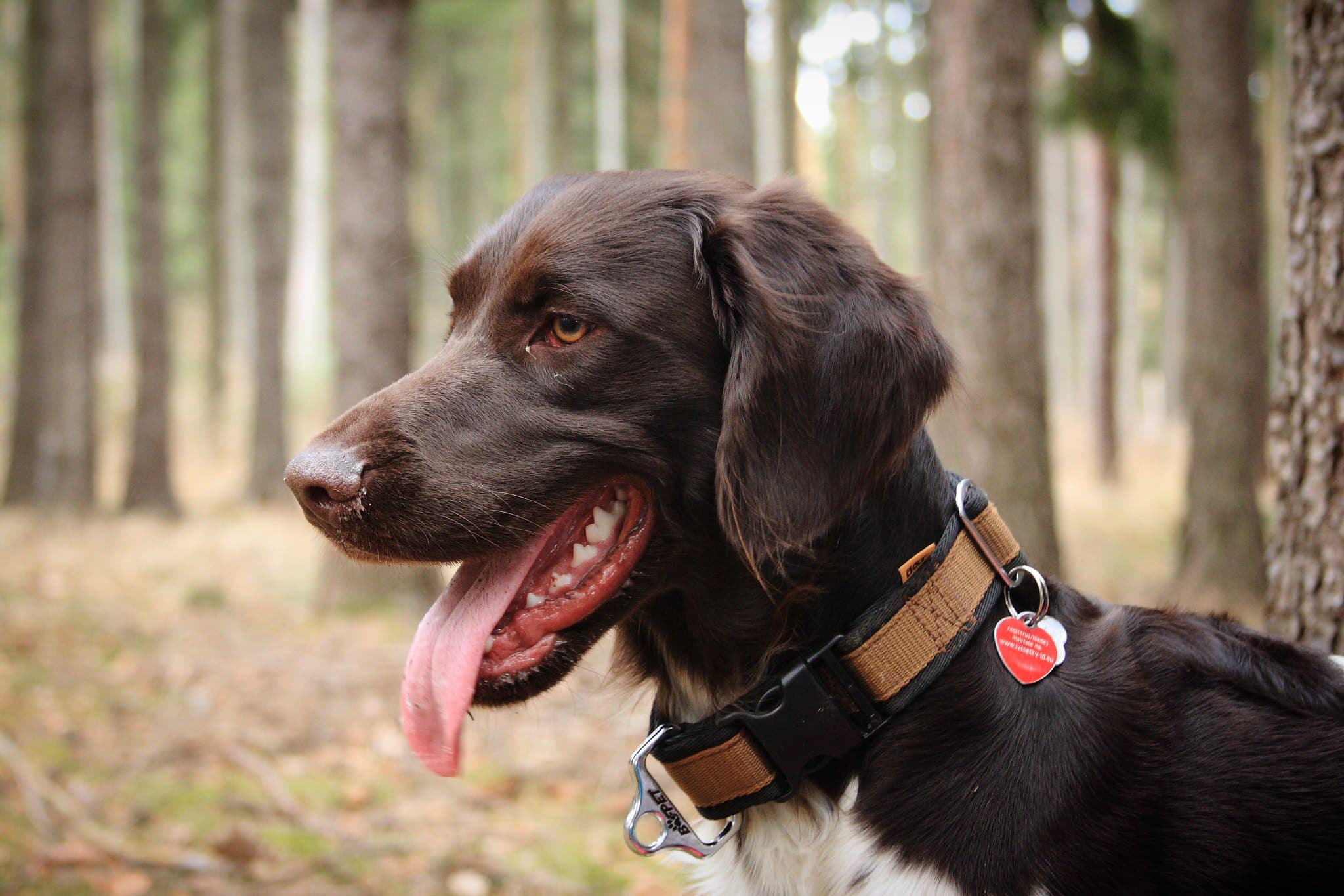 kleine munsterlander pup