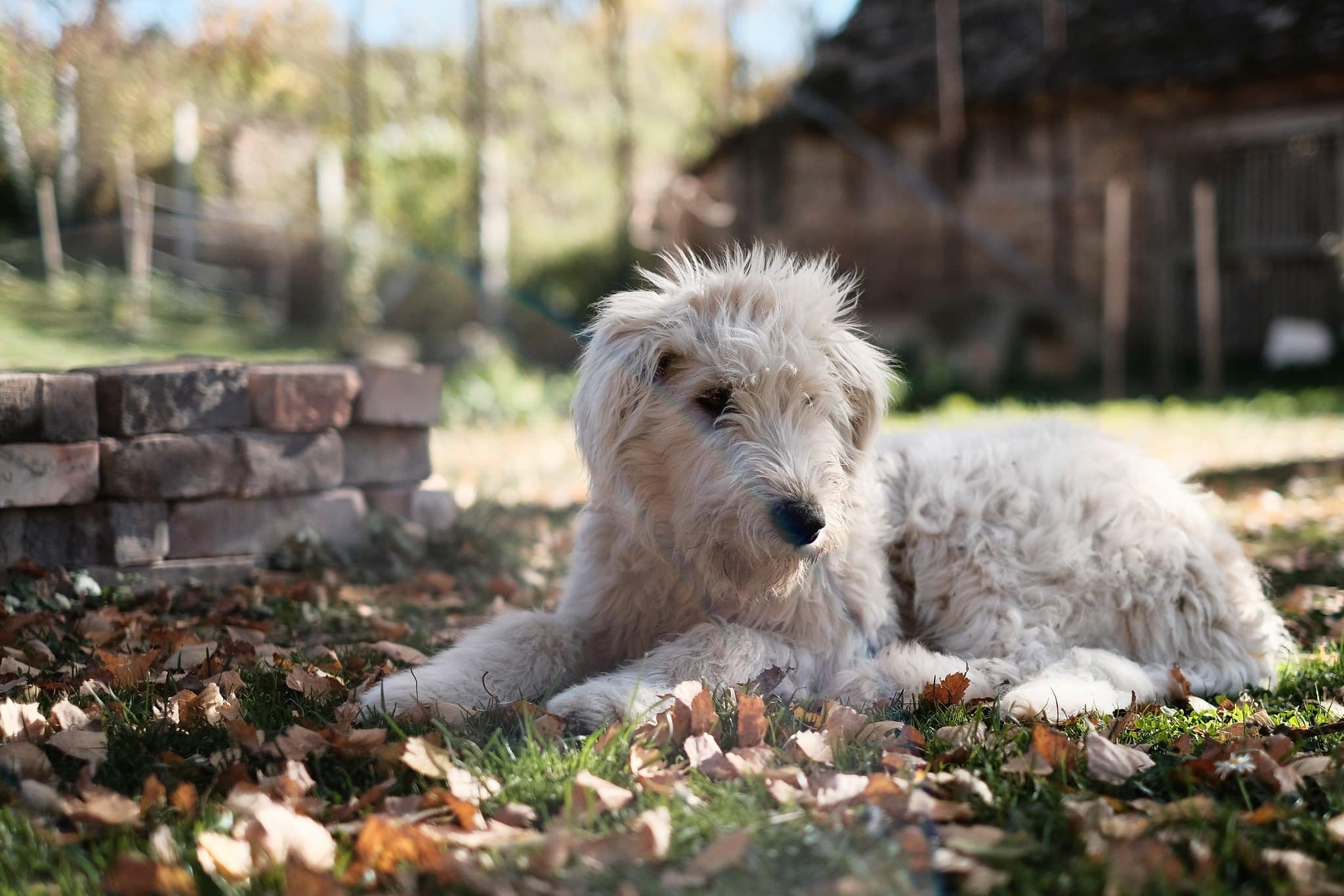 komondor