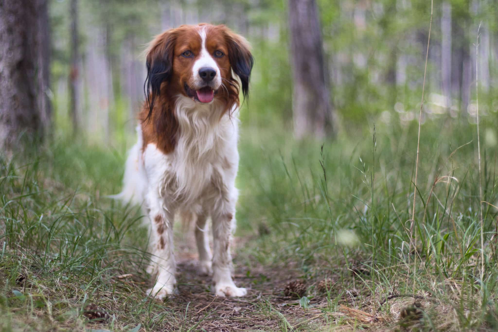 kooikerhondje