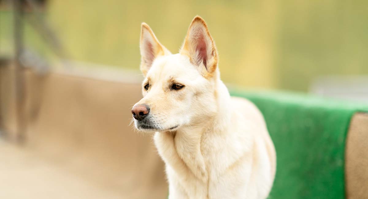 koreaanse jindo