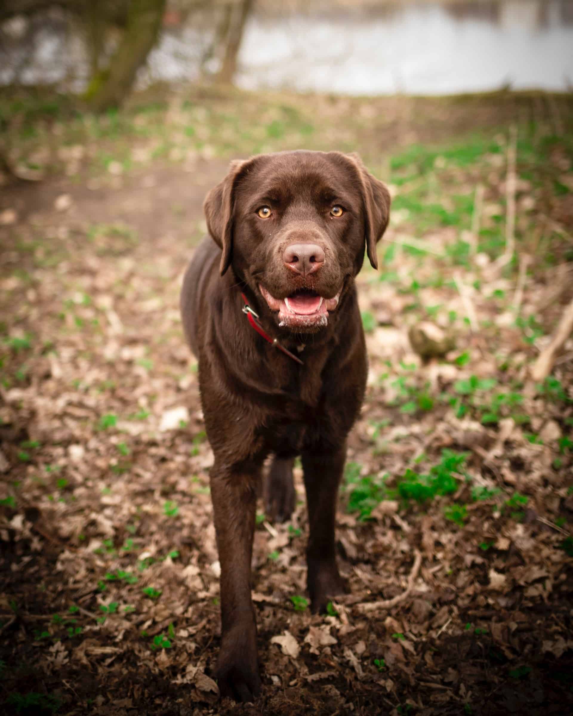 labrador retriever hond