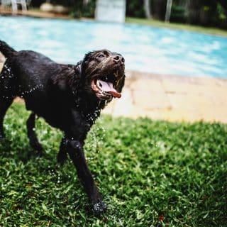 labrador retriever hondenras