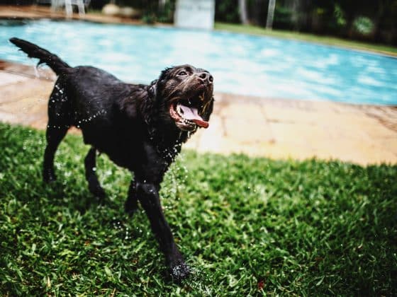 labrador retriever hondenras