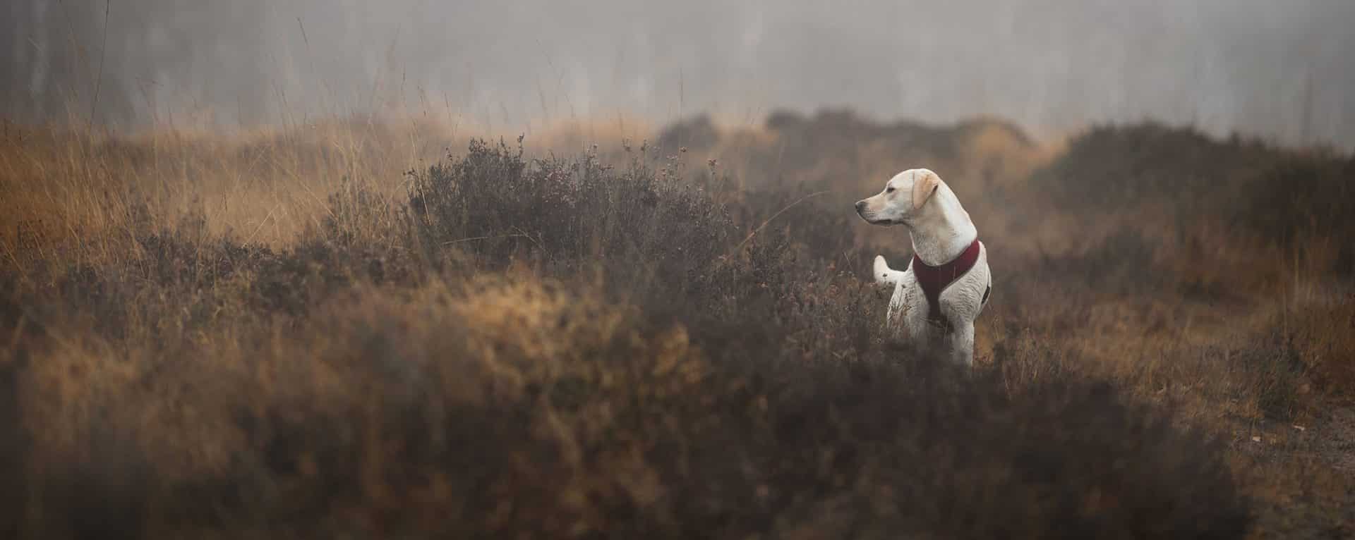 labrador retriever hondenras