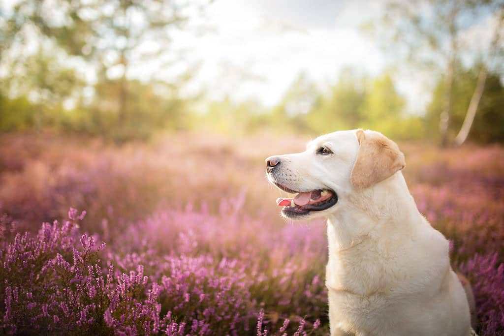 labrador retriever