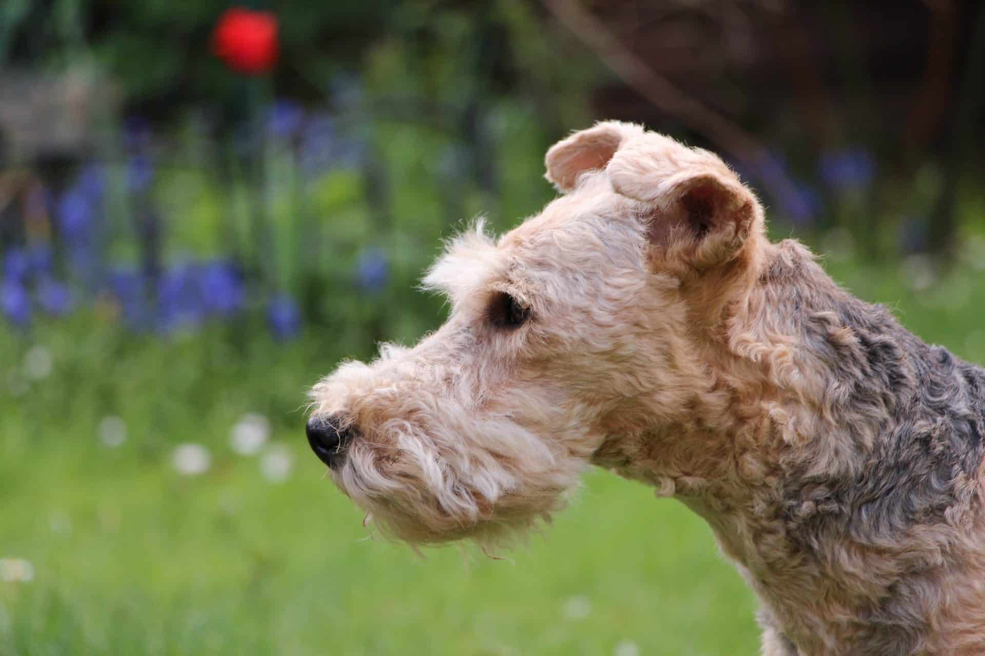 lakeland terrier hondenras