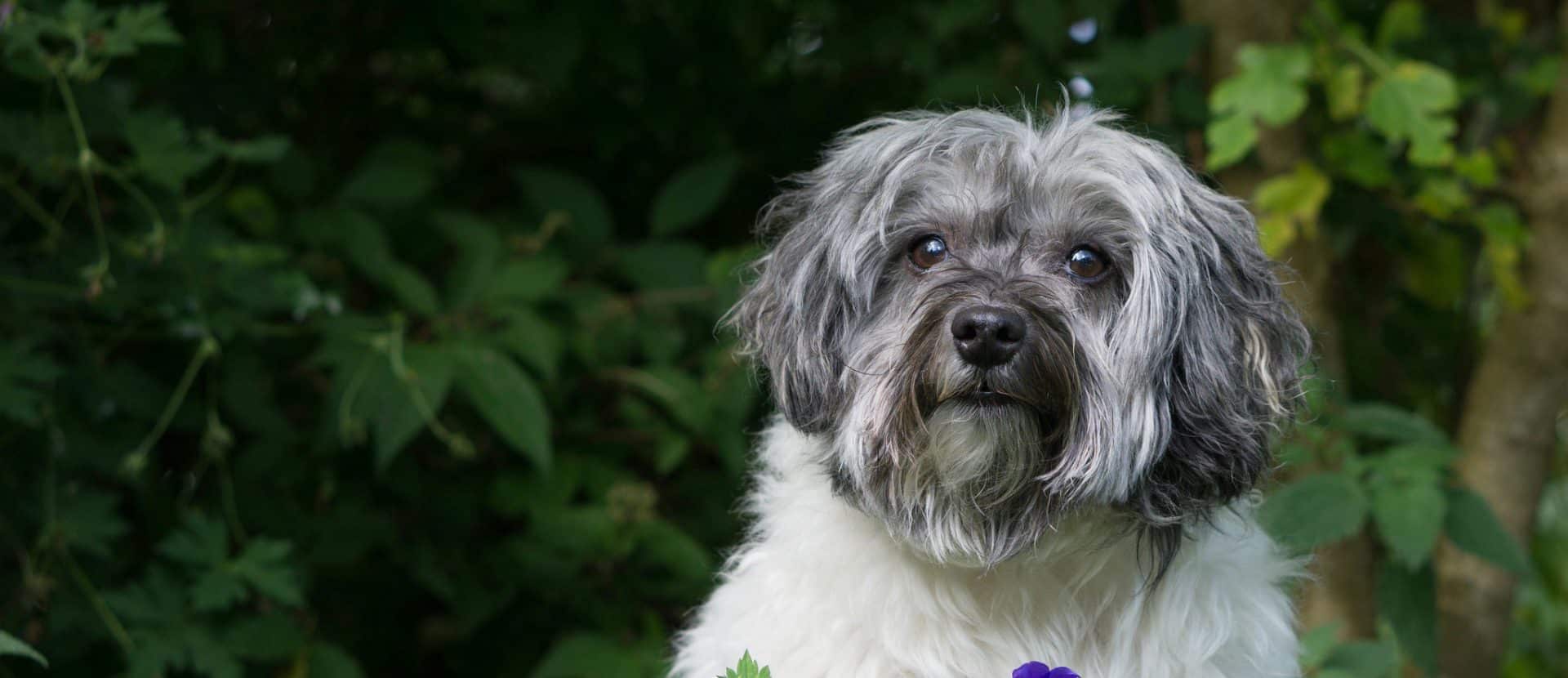 leeuwenhondje hondenras