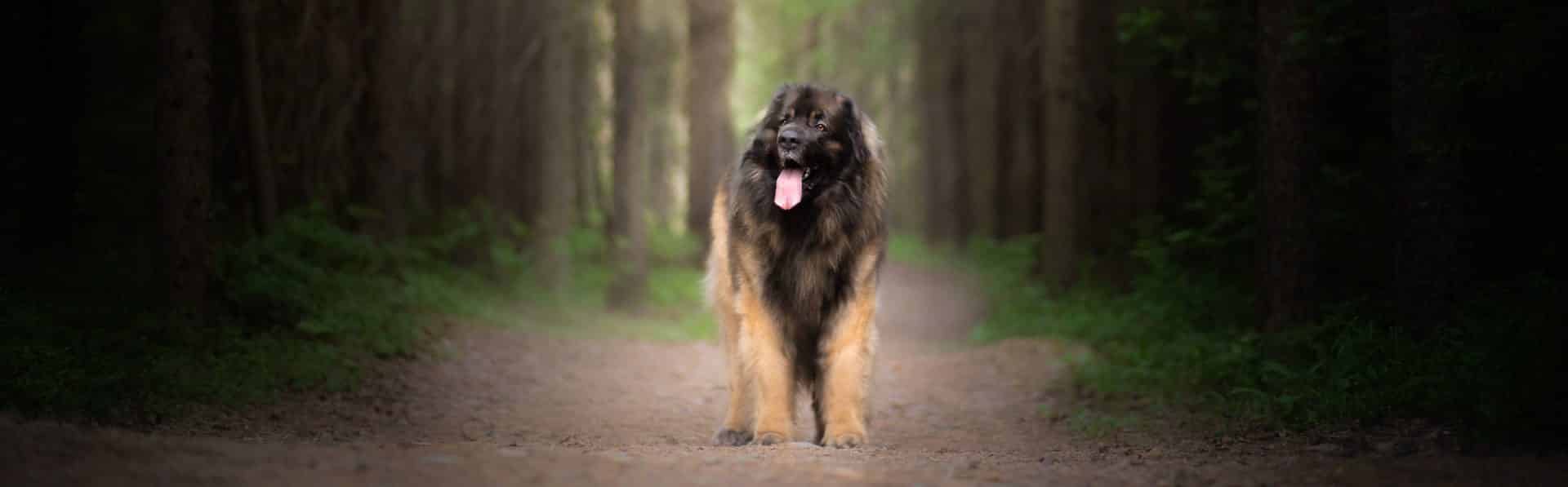 Leonberger hondenras