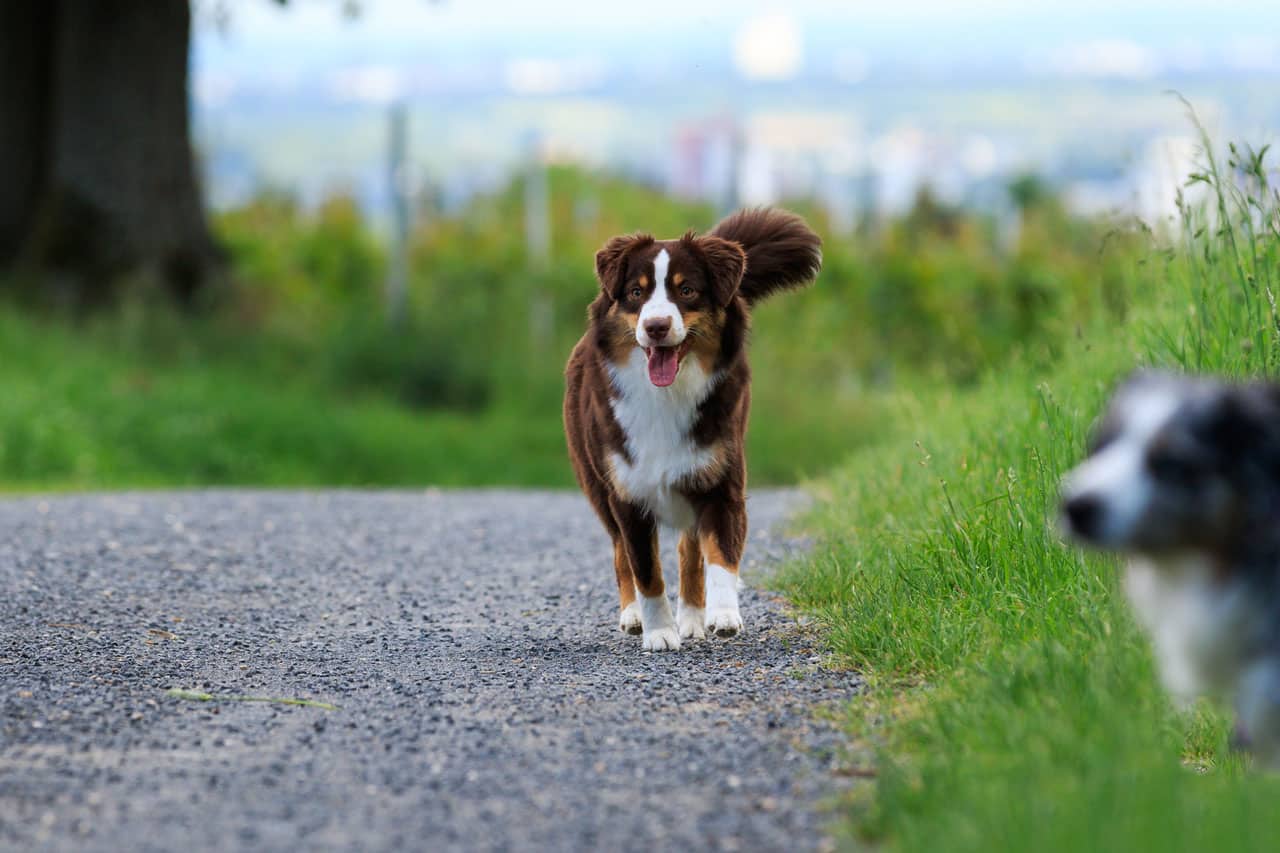 Miniature American Shepherd