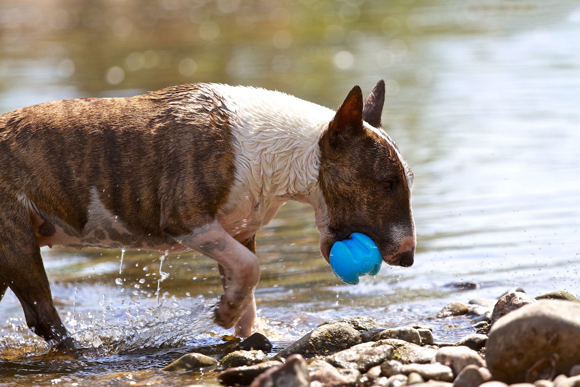 miniatuur bull terrier hondenras