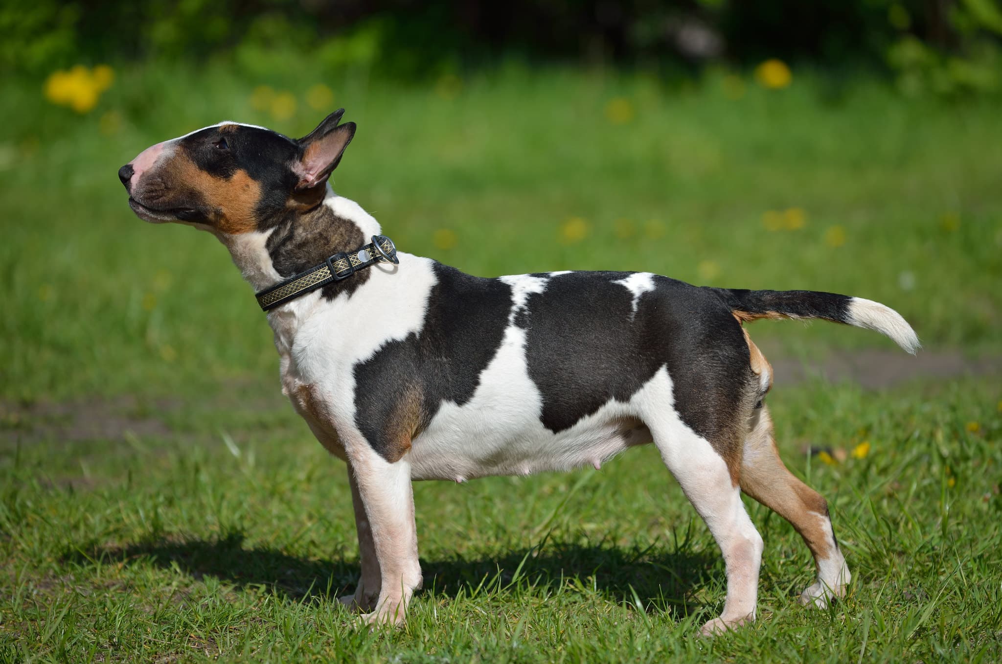 miniatuur bull terrier