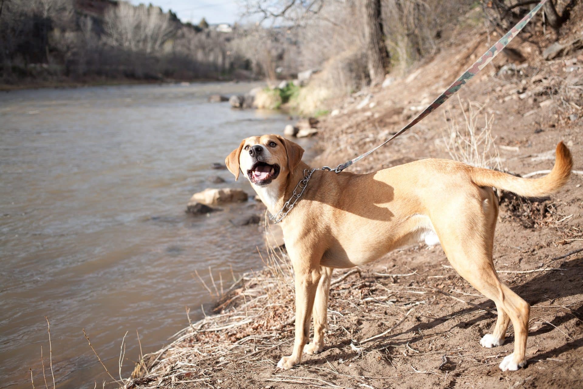 mountain cur hondenras