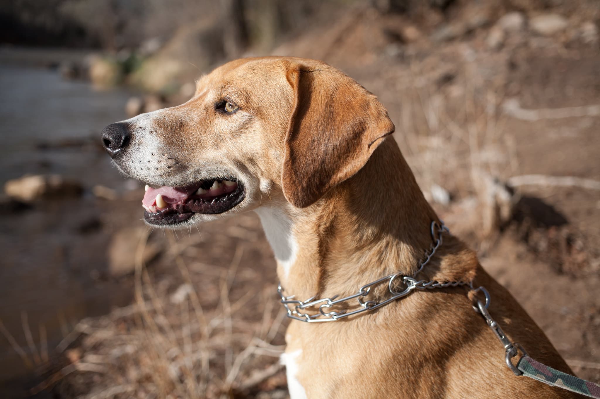 mountain cur