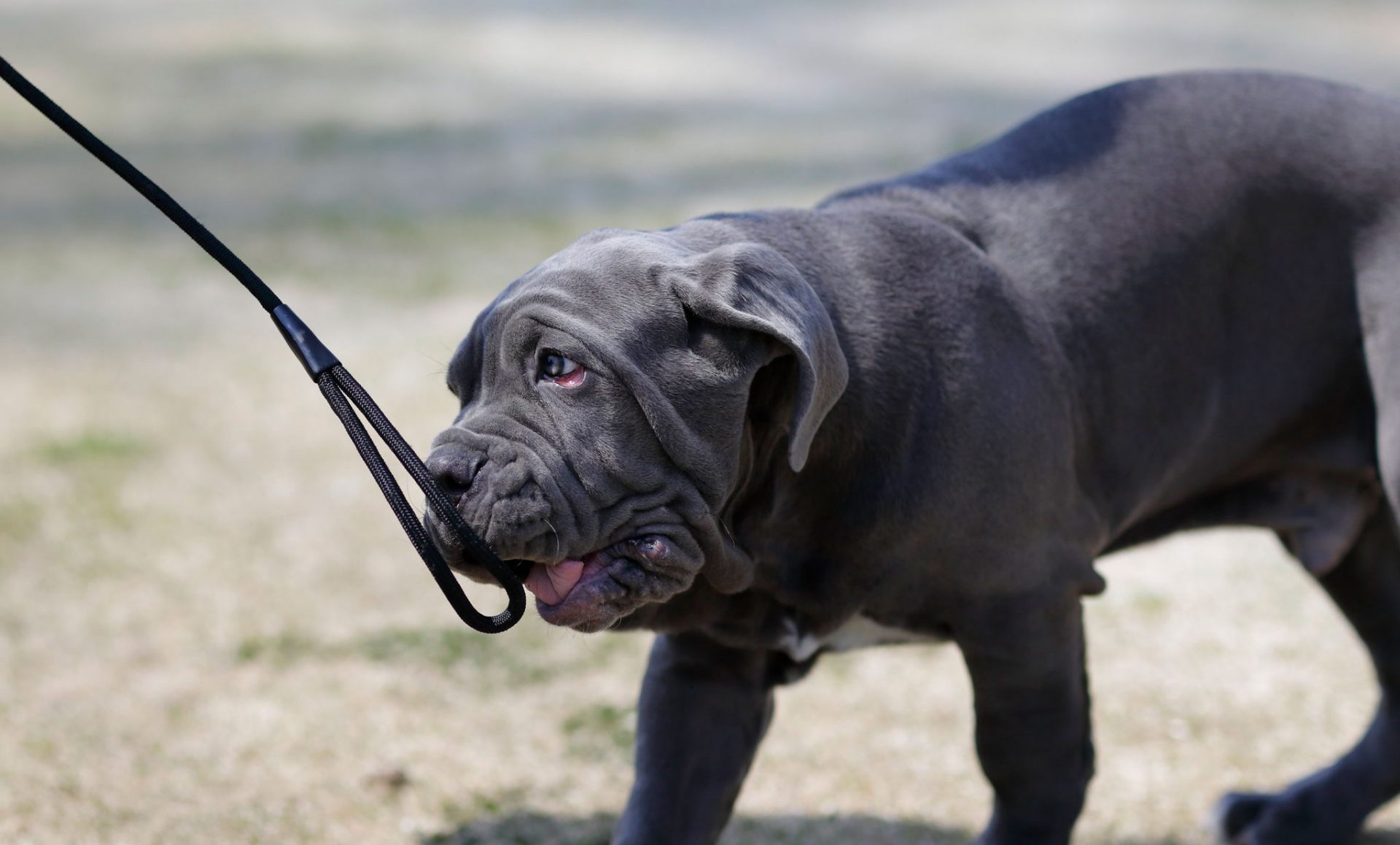Napolitaanse Mastiff hondenras