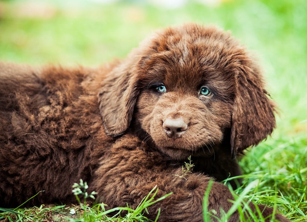 newfoundlander puppy