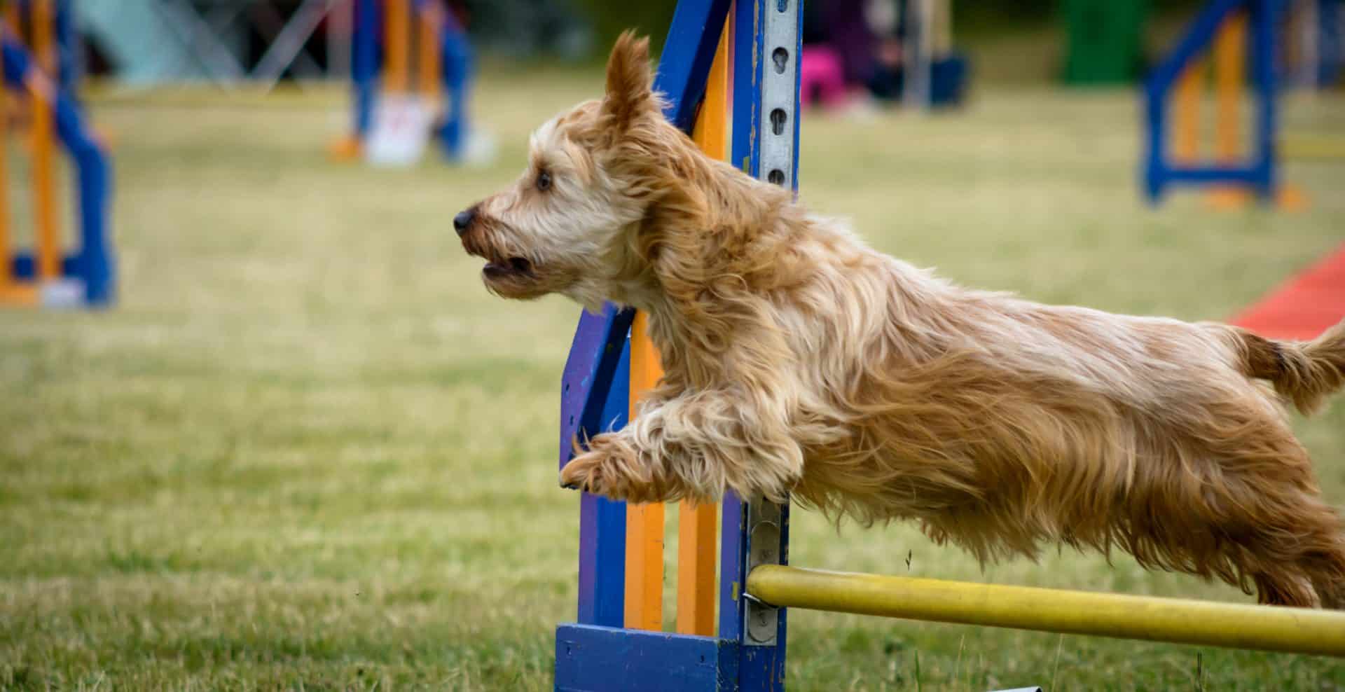 norwich terrier hondenras