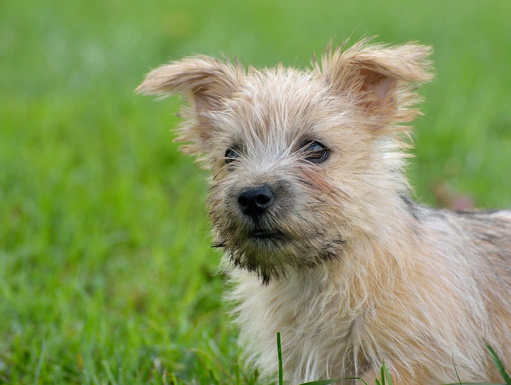 norwich terrier