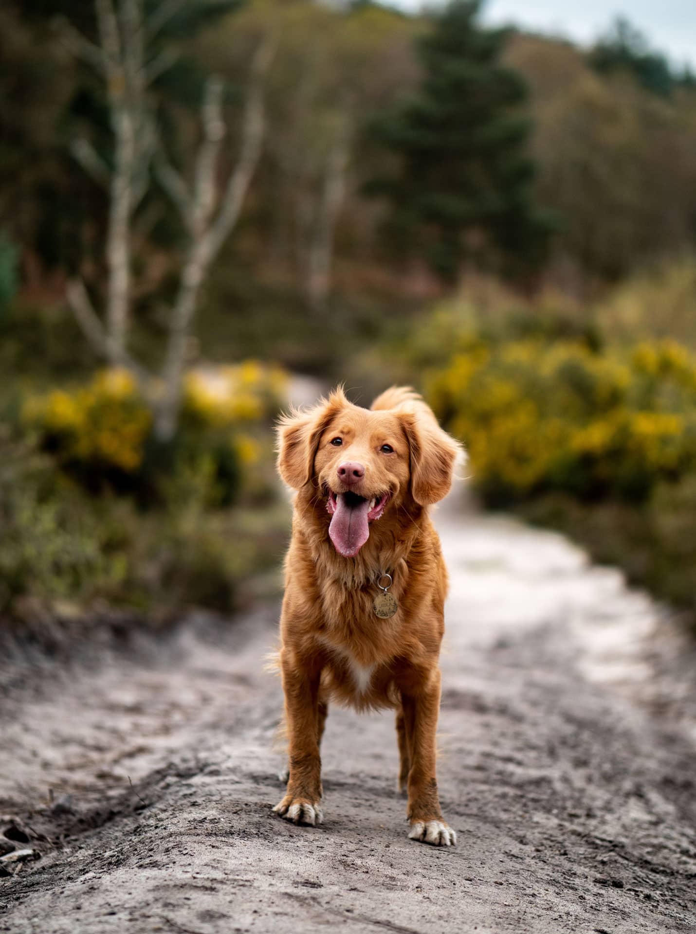 Nova Scotia Duck Tolling Retriever hond