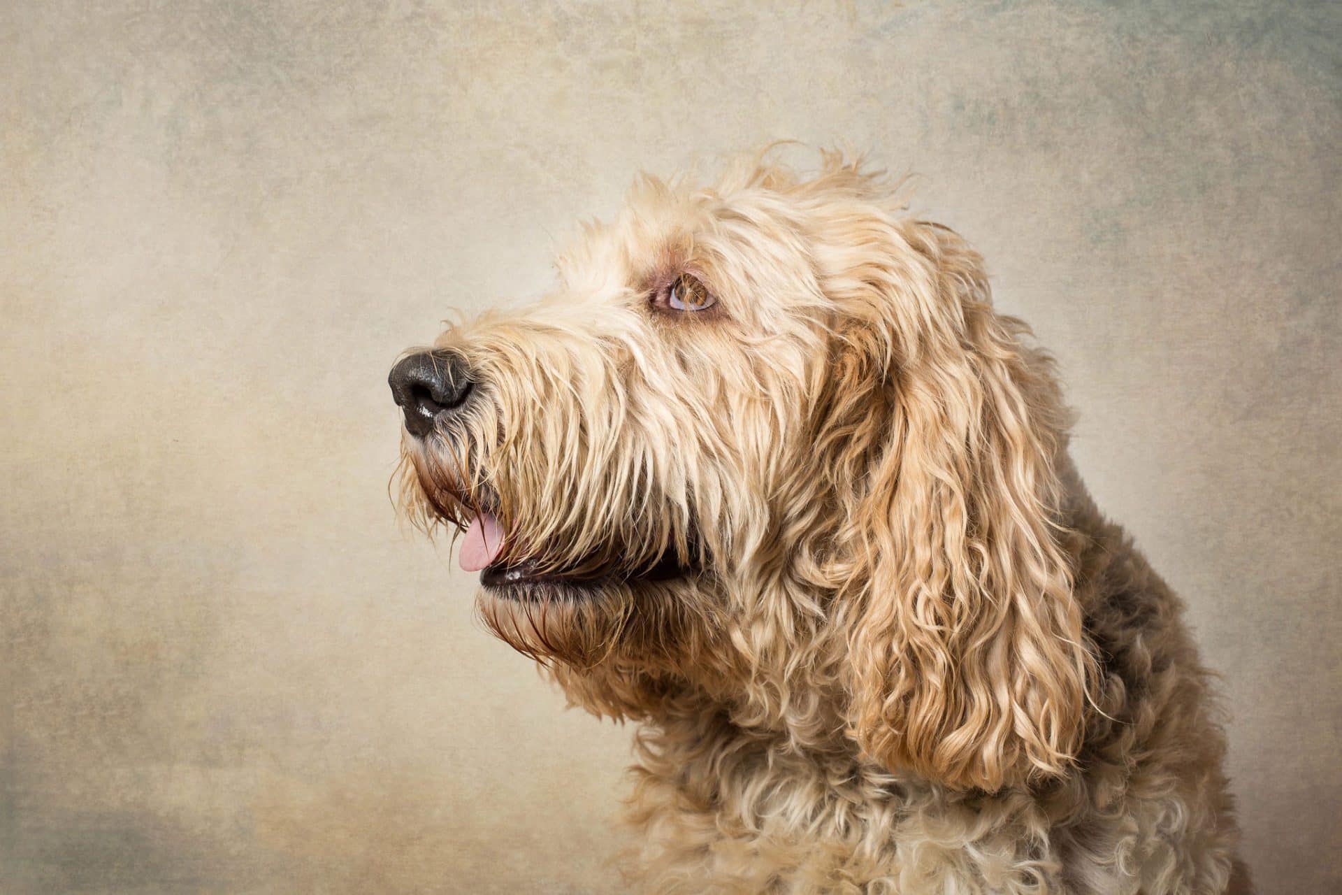 otterhound hondenras