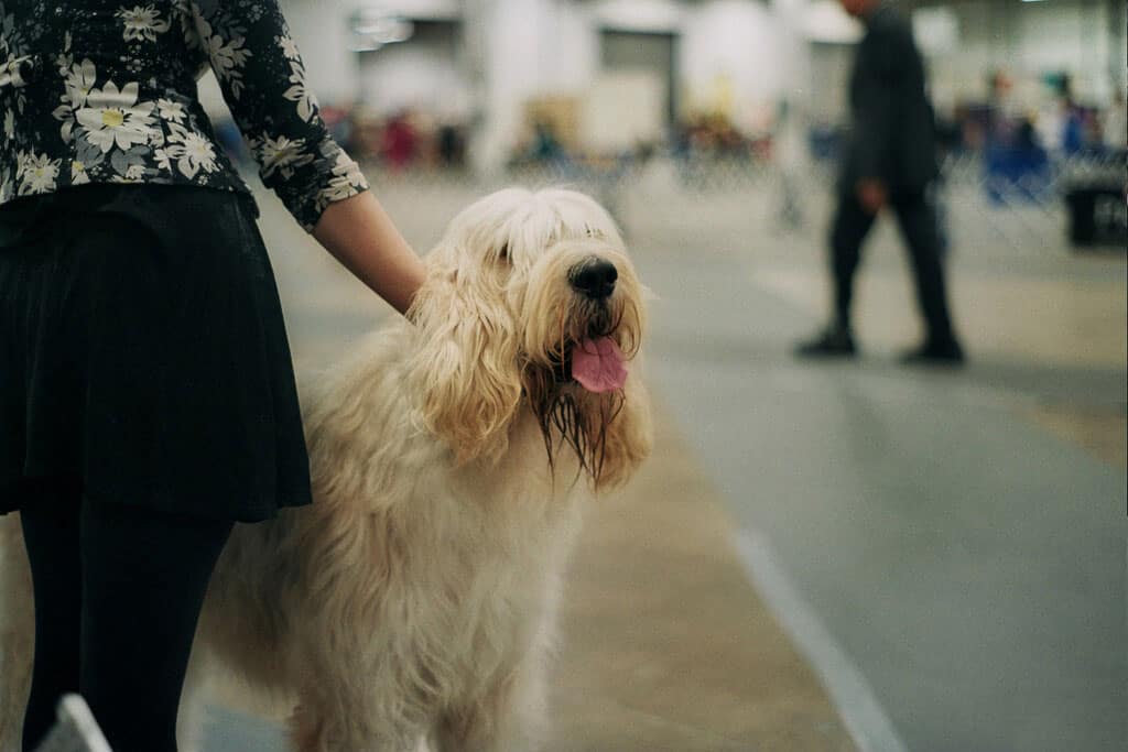 otterhound