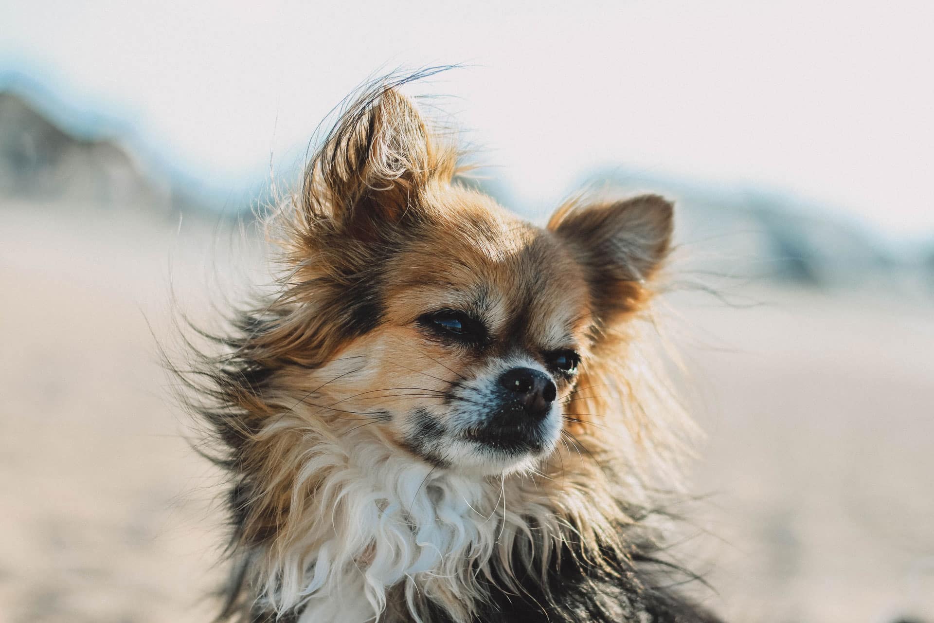 papillon vlinderhondje