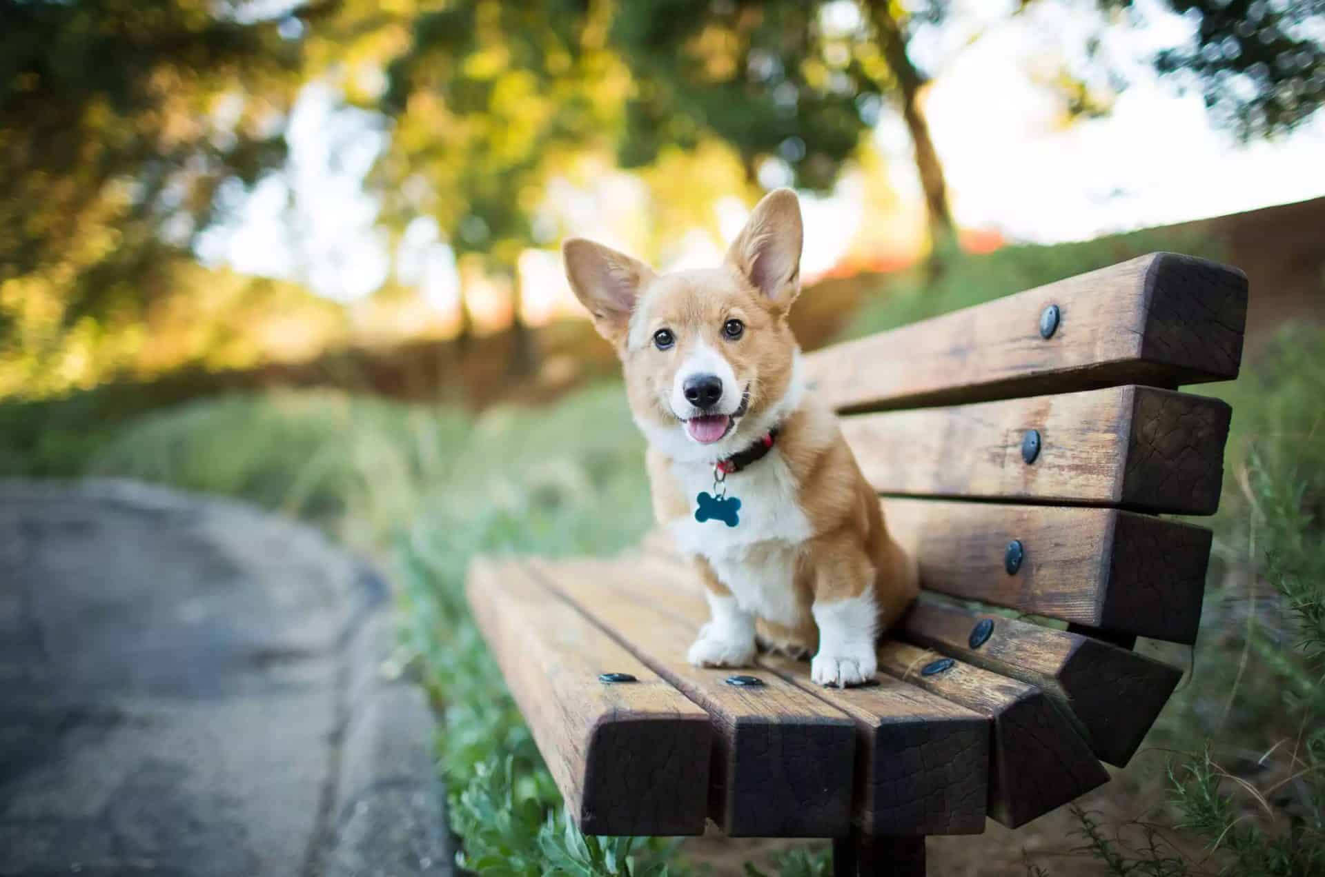 Pembroke Welsh Corgi