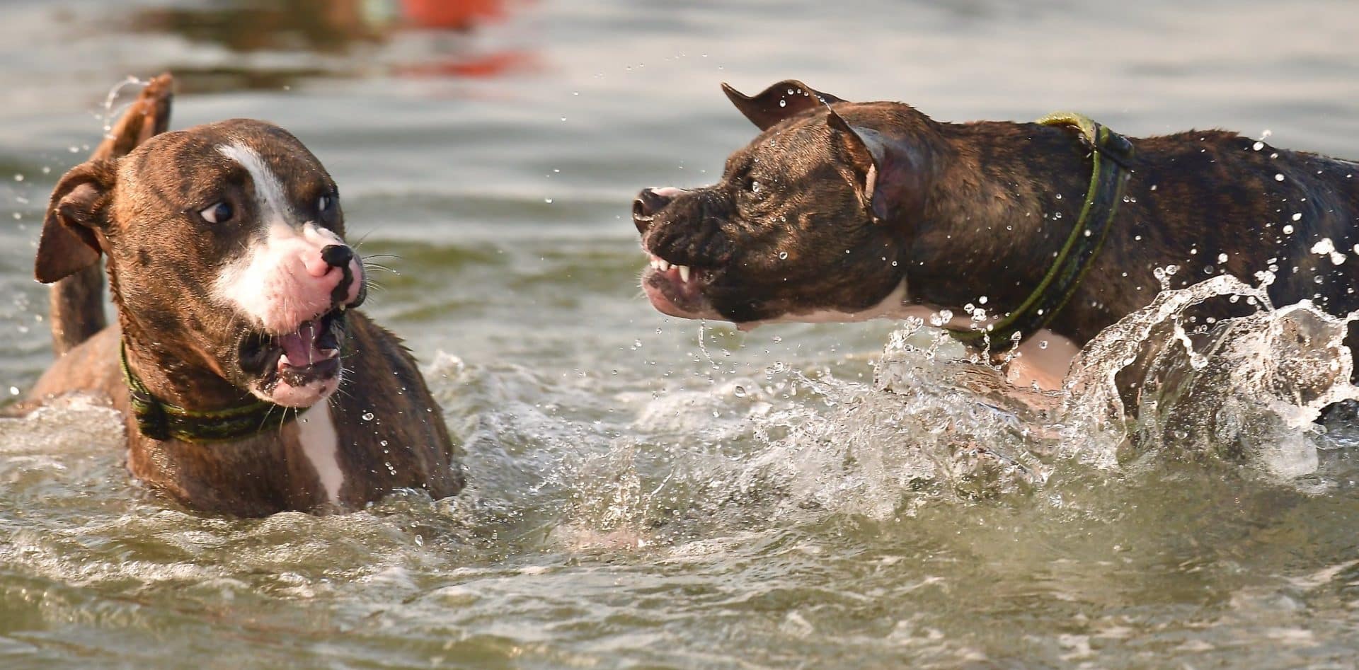 plott hound hondenras