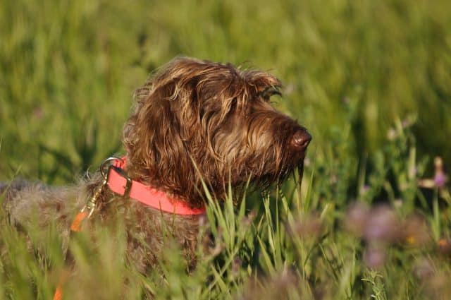 Poedelpointer - Hondenrassen Wijzer ️