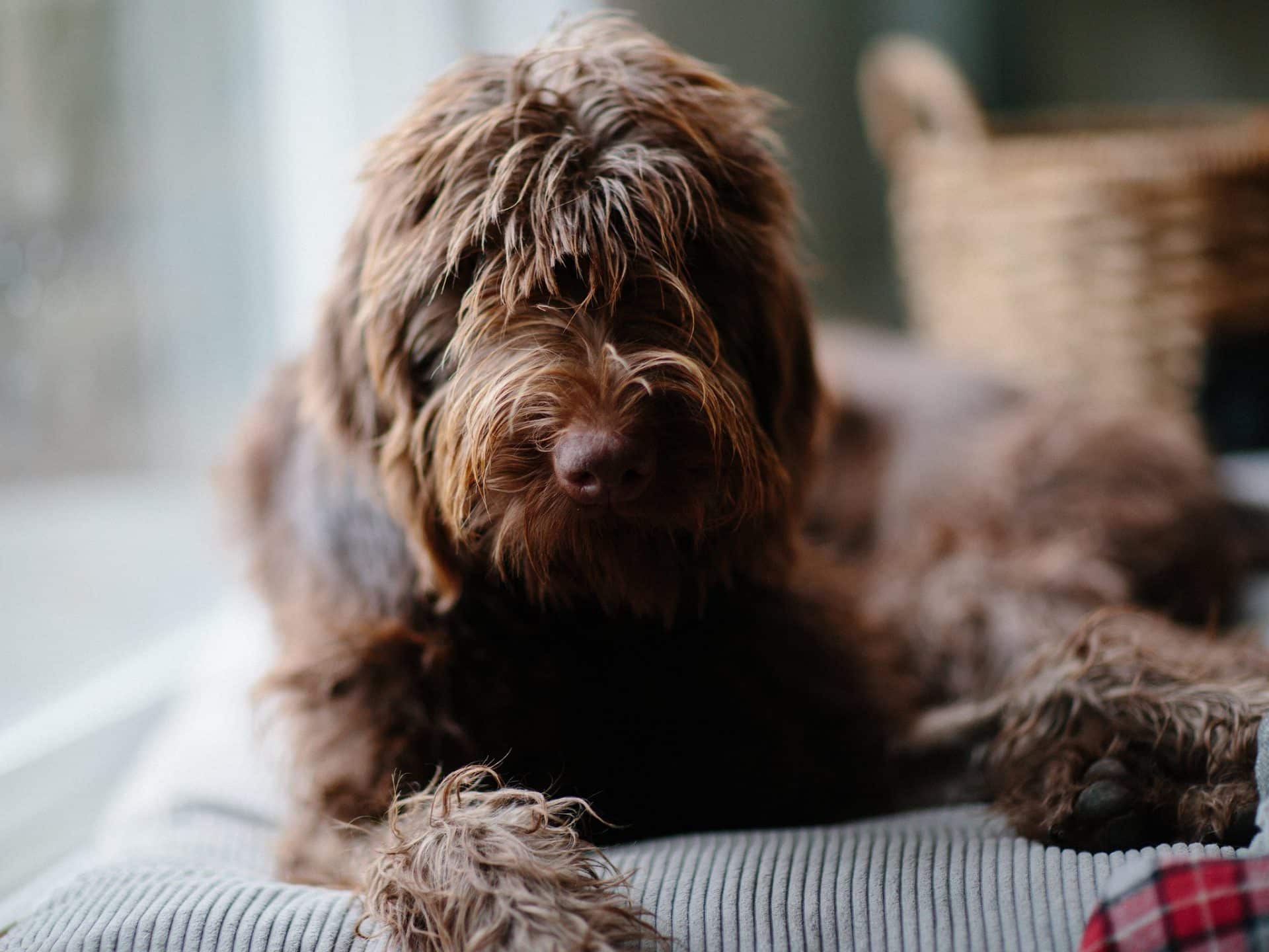 poedelpointer hondenras