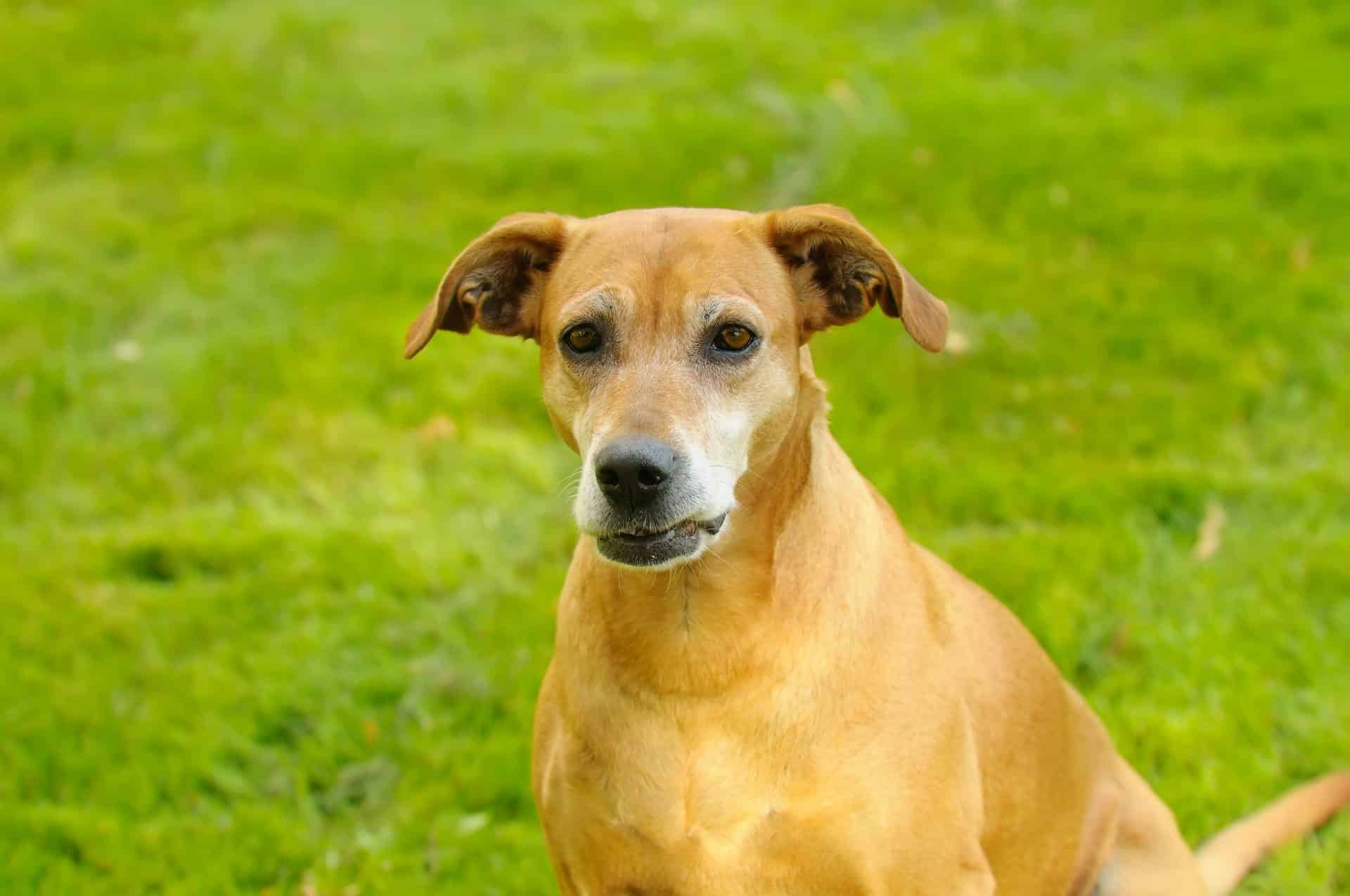 Portugese Pointer