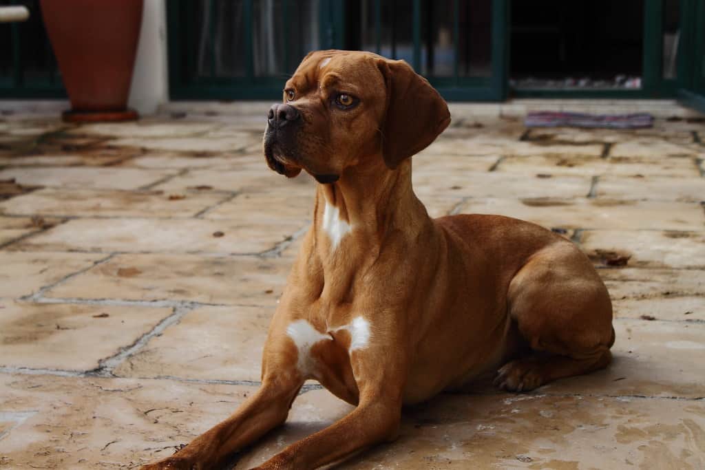 Portugese Pointer hondenras