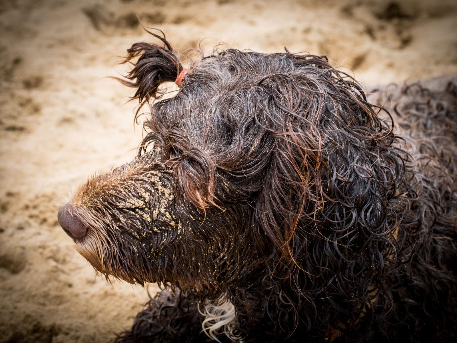 Portugese Waterhond ras
