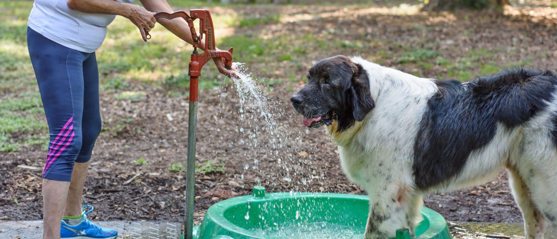 pyrenese mastiff hondenras