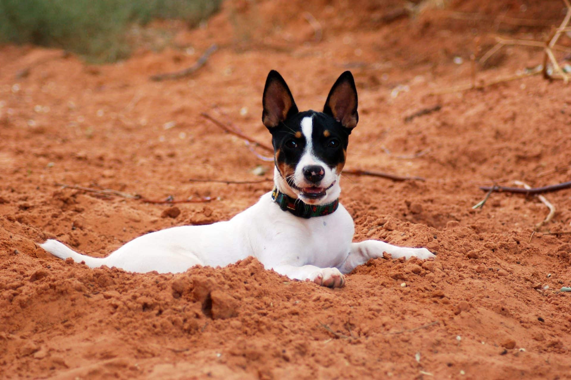rat terrier hondenras