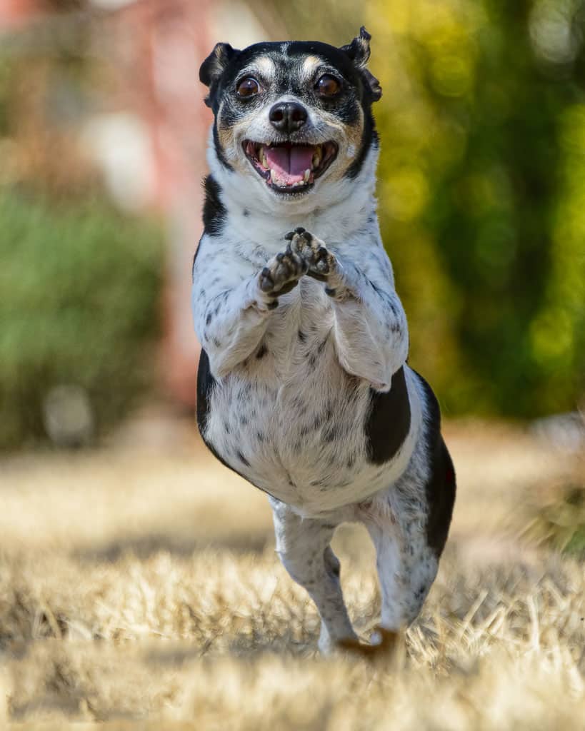 rat terrier